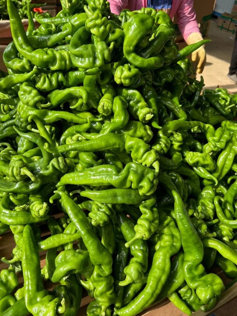 广西辣椒螺丝椒笼椒大量上市产地一手货源大量供应