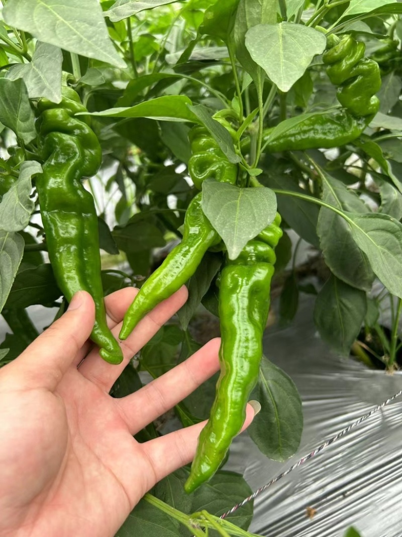 广西辣椒螺丝椒笼椒大量上市产地一手货源大量供应