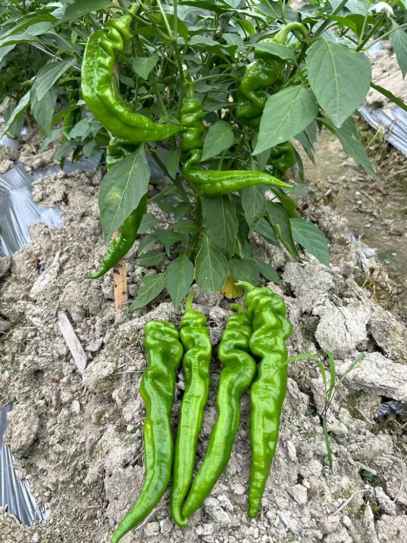 广西辣椒螺丝椒笼椒大量上市产地一手货源大量供应