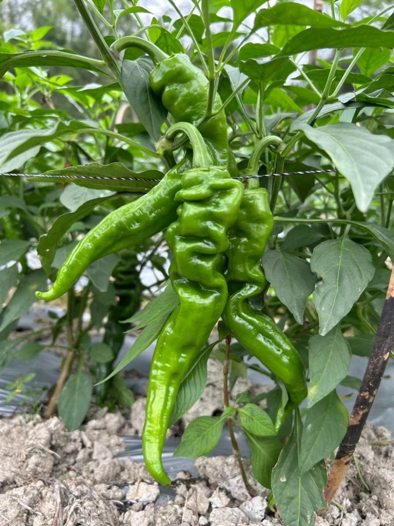 广西辣椒螺丝椒笼椒大量上市产地一手货源大量供应