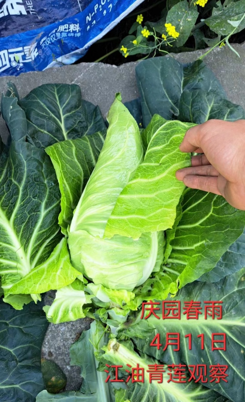 产地直销精品牛心甘蓝，量大从优