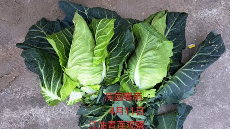 产地直销精品牛心甘蓝，量大从优