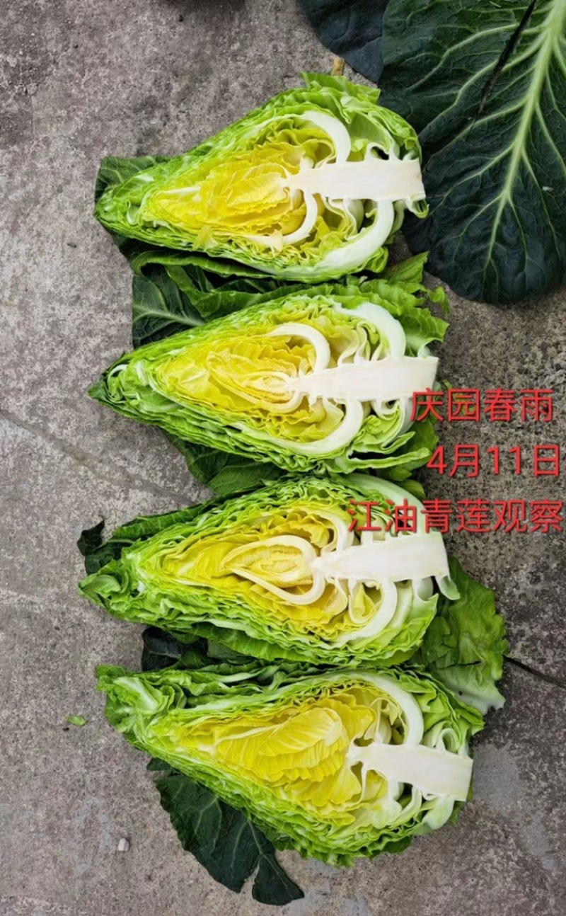 产地直销精品牛心甘蓝，量大从优