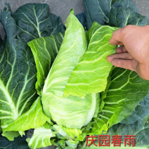 产地直销精品牛心甘蓝，量大从优