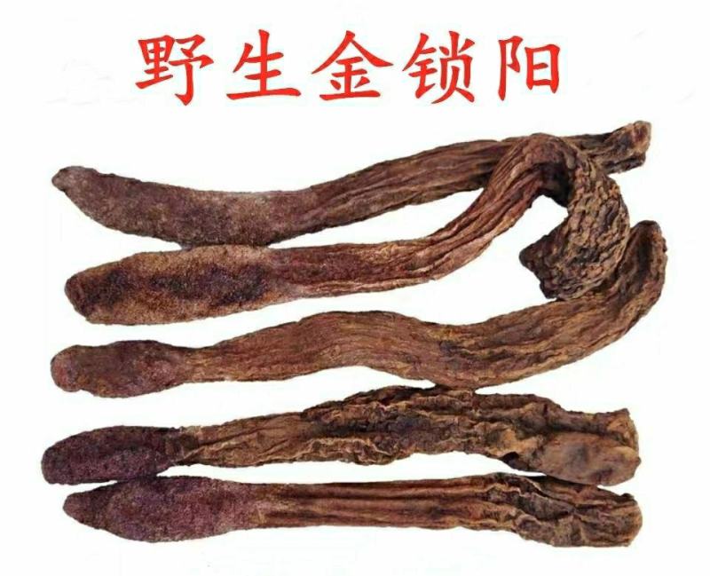 内蒙古野生金锁阳沙漠人参野性猛烈男人泡酒滋补包邮
