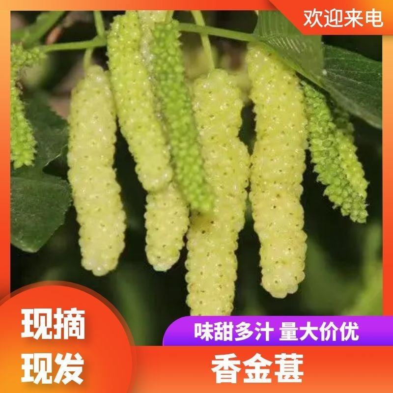 桑树苗香金葚白长果果桑树苗奶香味口感甜新品种嫁接苗
