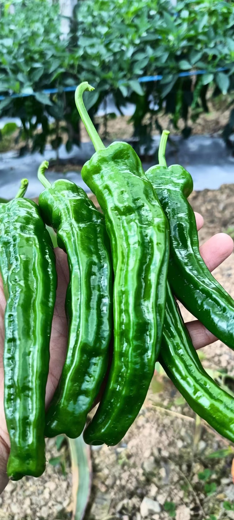小皱皮！薄皮，微辣，大量！承接市场，平台，超市，社区团购