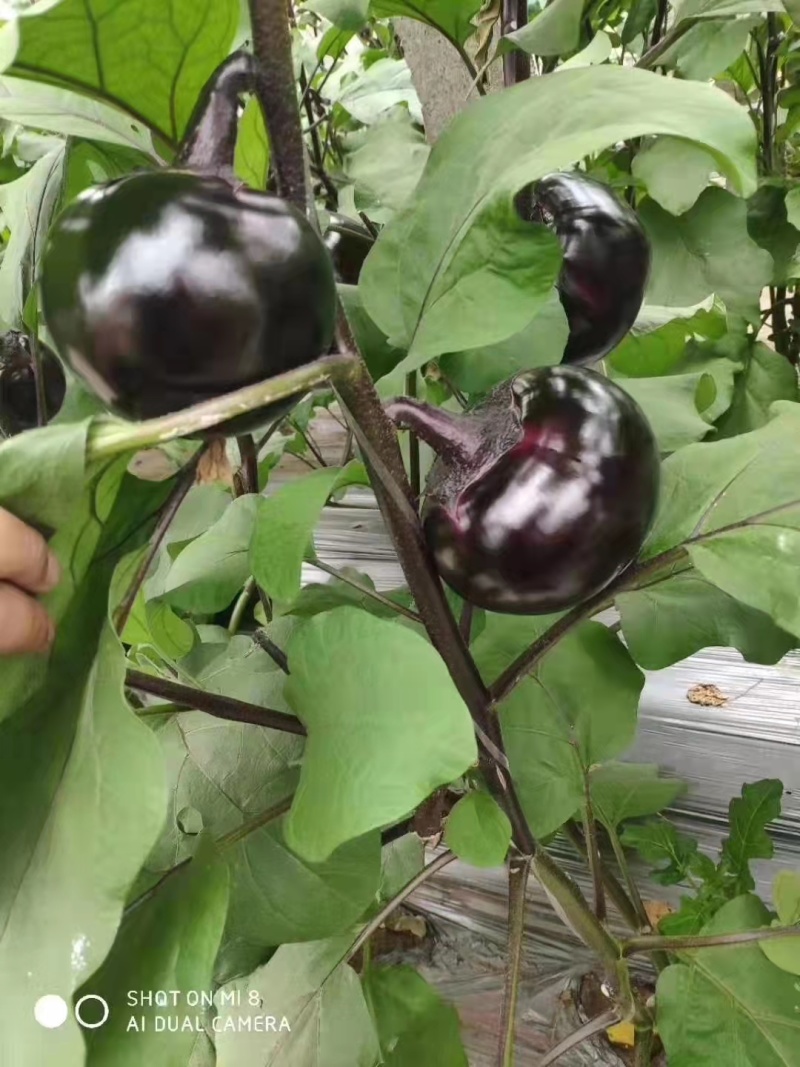 黑圆茄苗黑色圆茄苗子种子紫黑色圆茄茄子苗产量高果型大