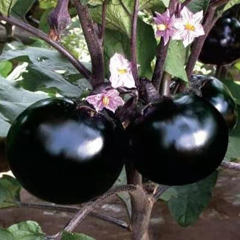 黑圆茄苗黑色圆茄苗子种子紫黑色圆茄茄子苗产量高果型大