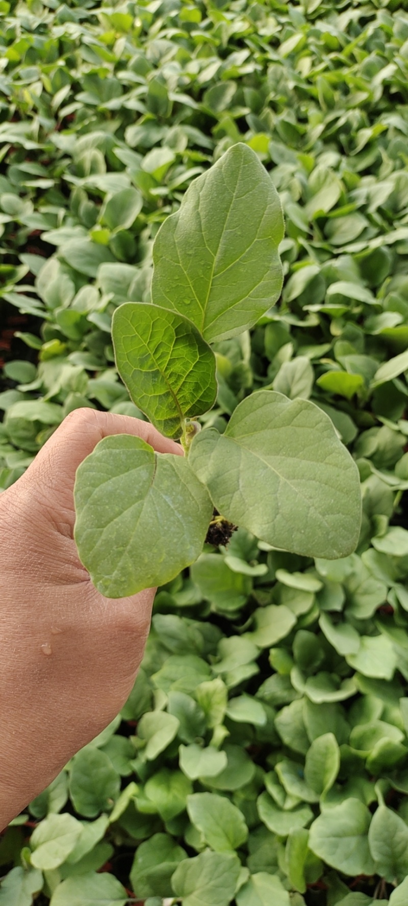 黑圆茄苗黑色圆茄苗子种子紫黑色圆茄茄子苗产量高果型大