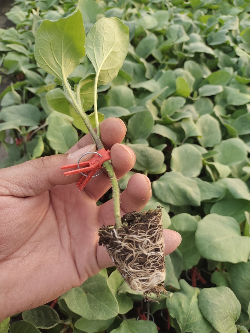 黑圆茄苗黑色圆茄苗子种子紫黑色圆茄茄子苗产量高果型大