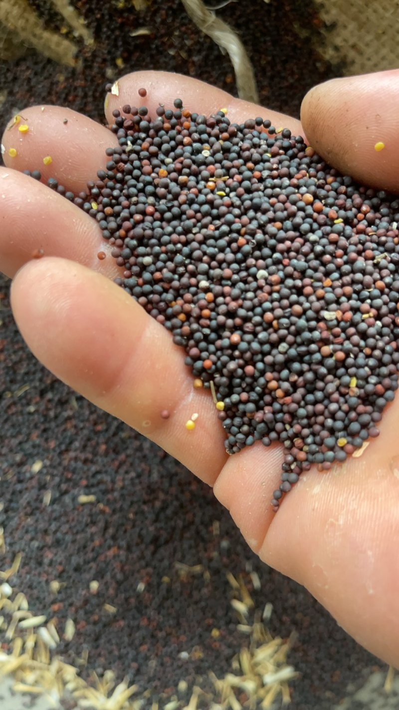 精品油菜籽大量供应货源充足欢迎各位老板咨询