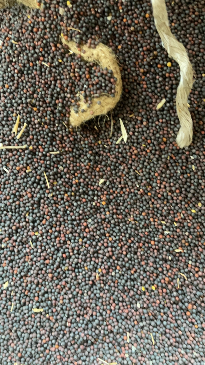 精品油菜籽大量供应货源充足欢迎各位老板咨询
