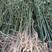山苍子木姜子山胡椒苗，改良中叶品种，2至3年苗