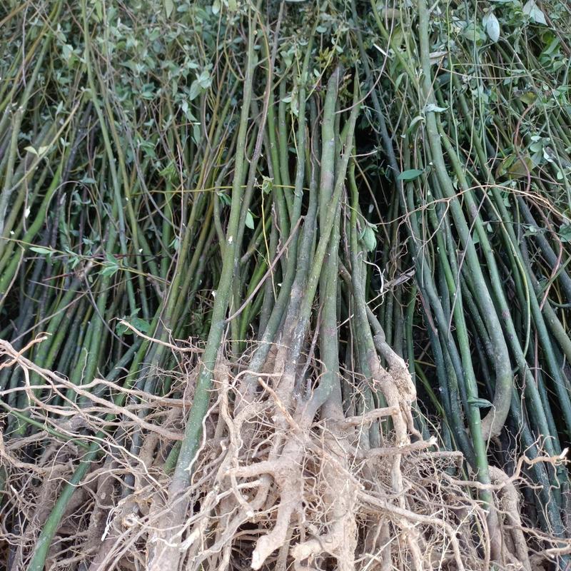 山苍子木姜子山胡椒苗，改良中叶品种，2至3年苗