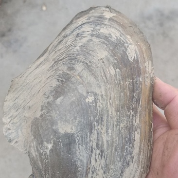徒骇河大河蚌