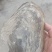 徒骇河大河蚌