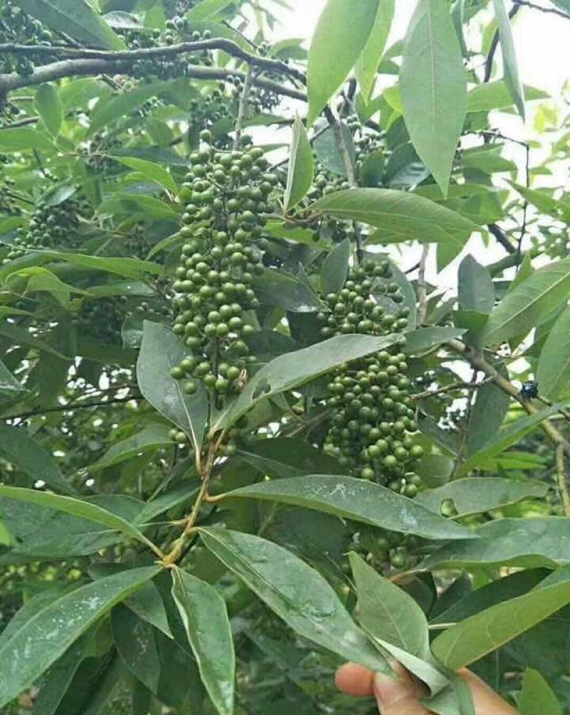 山苍子木姜子山胡椒苗，改良中叶品种，2至3年苗