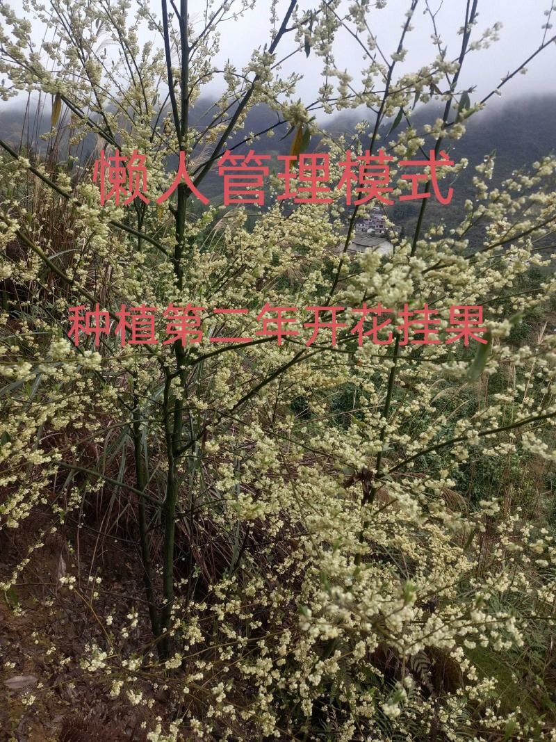 山苍子木姜子山胡椒苗，改良中叶品种，2至3年苗