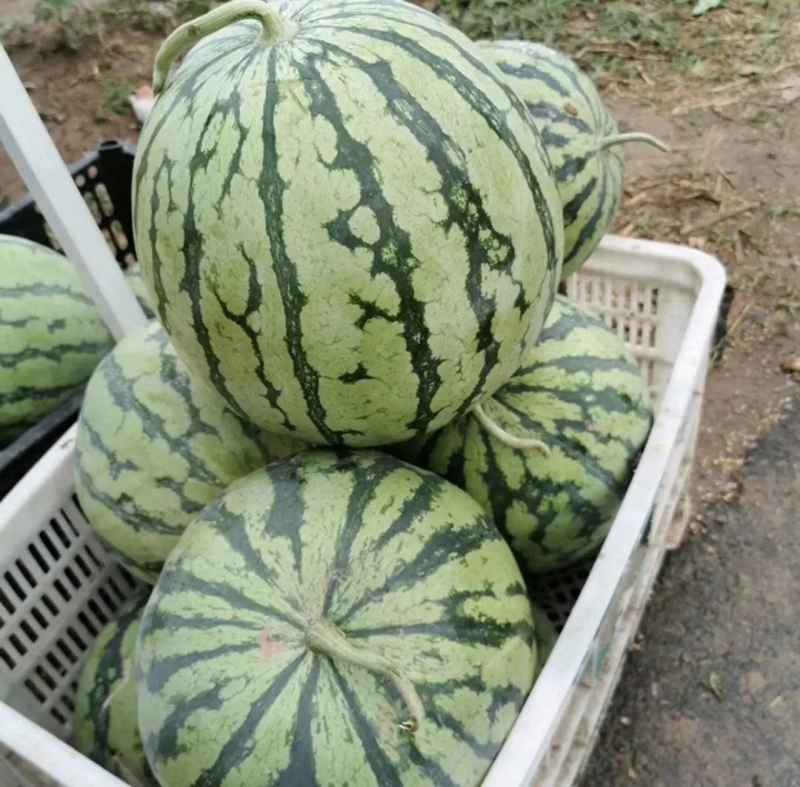 【无籽麒麟西瓜】保定无籽西瓜大棚头茬麒麟瓜产地批发