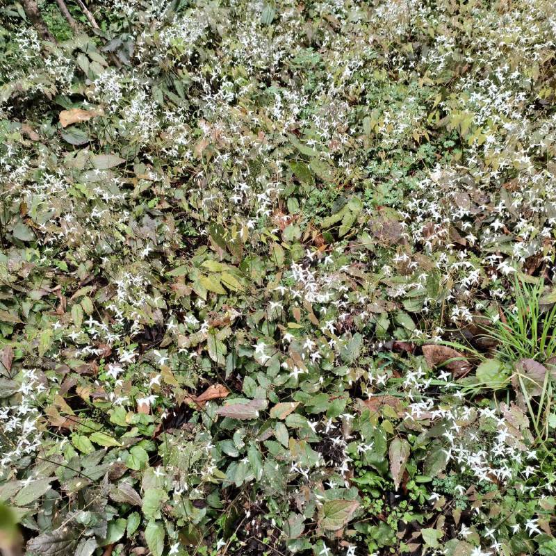 甘肃陇南市康大山野生柔毛淫羊藿，产地直发一手货源。