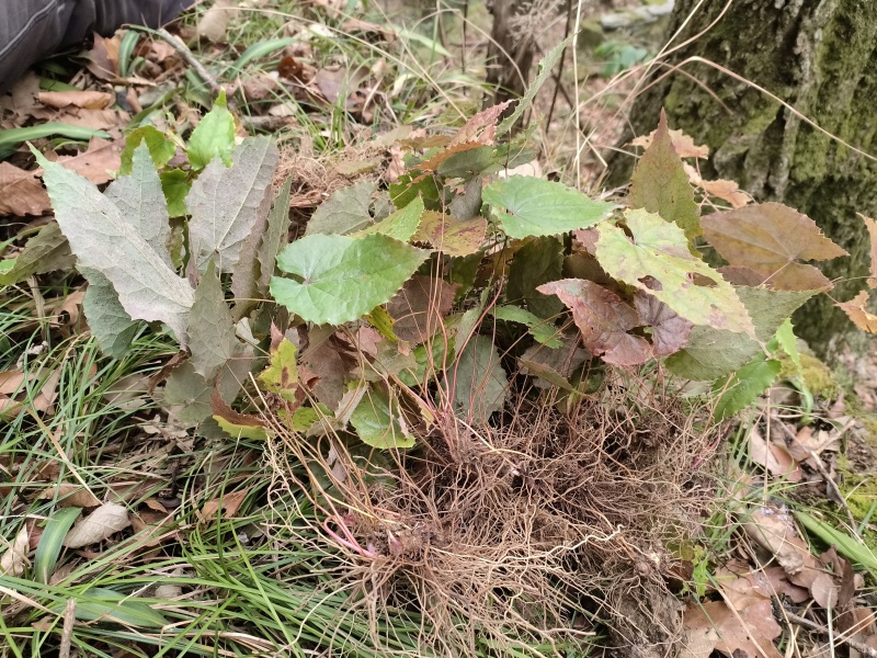 甘肃陇南市康大山野生柔毛淫羊藿，产地直发一手货源。