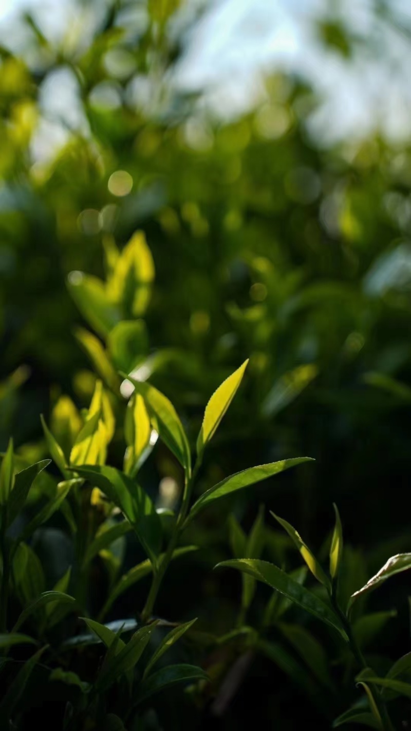 原生态绿茶