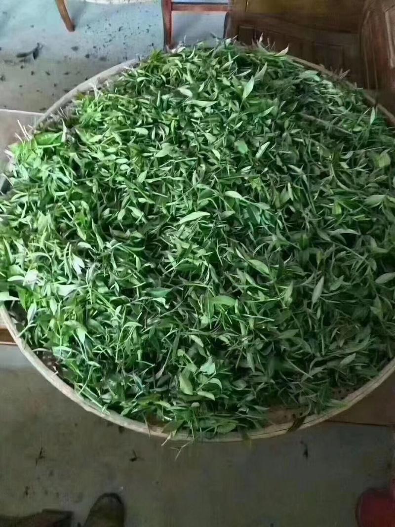 原生态绿茶