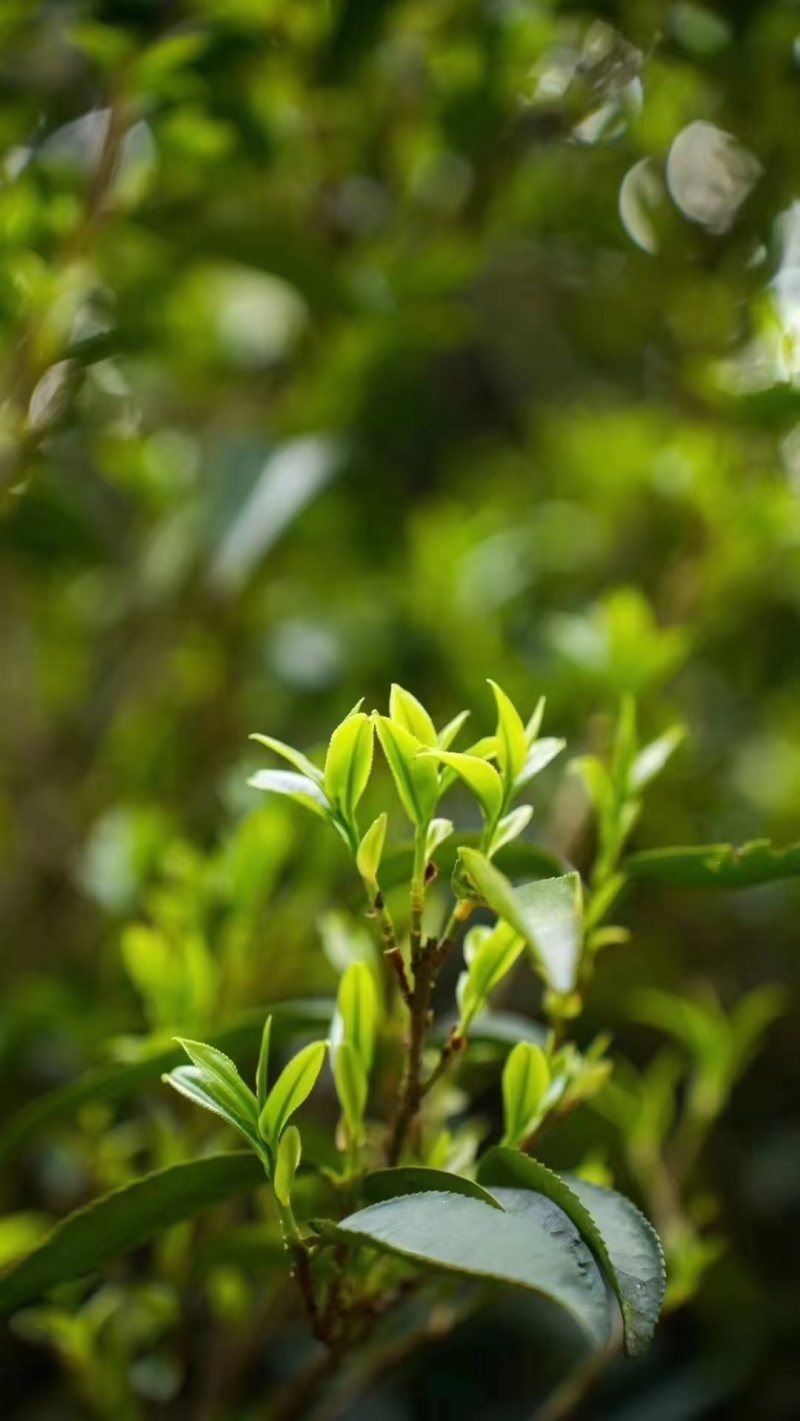 原生态绿茶