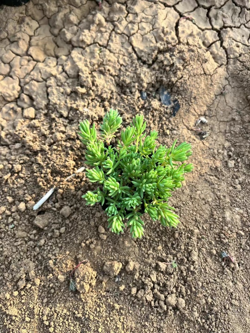 中华景天薄雪万年草死苗补发产地直发欢迎实地看货