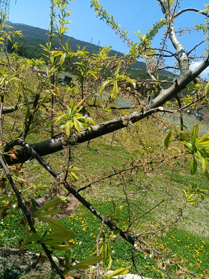 希望就在今年了，半边红在过几个月就上市了