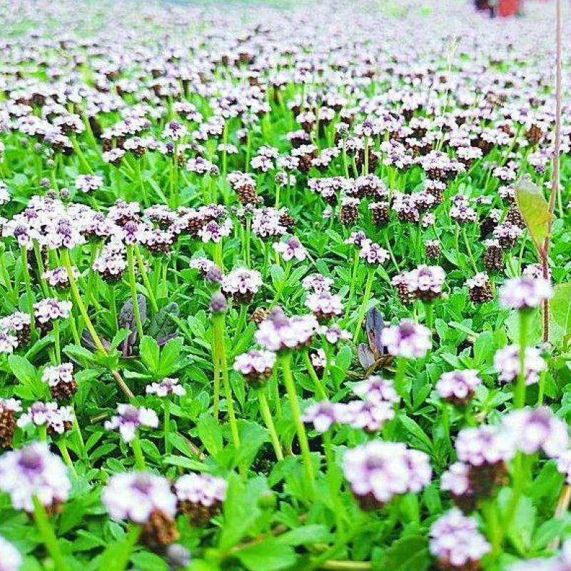 姬岩垂草容器苗垂草死苗补发量大可优惠