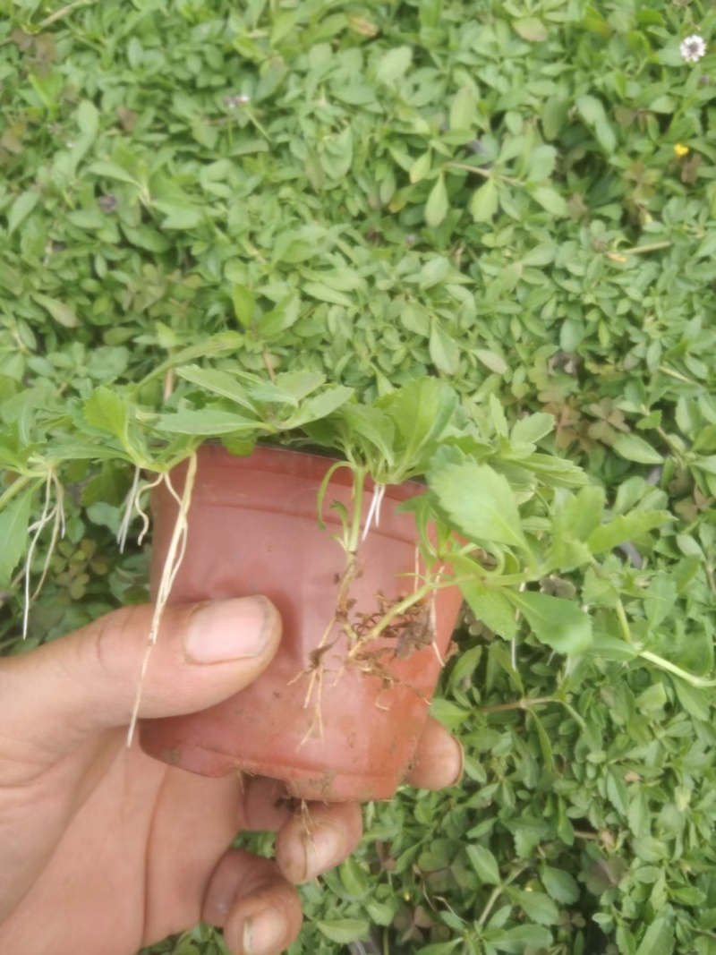 姬岩垂草容器苗垂草死苗补发量大可优惠