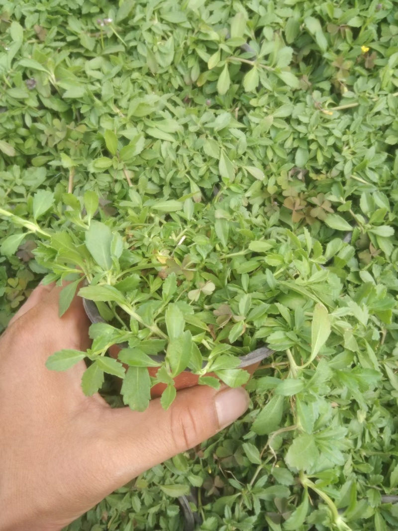 姬岩垂草容器苗垂草死苗补发量大可优惠
