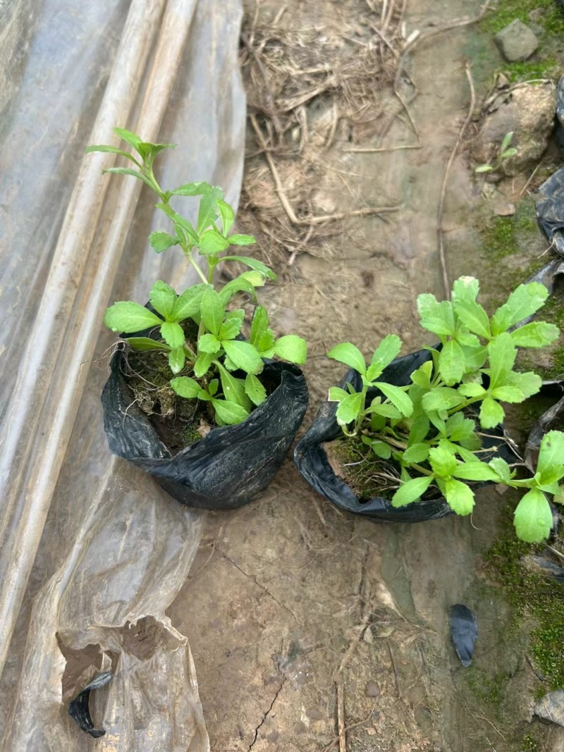姬岩垂草容器苗垂草死苗补发量大可优惠