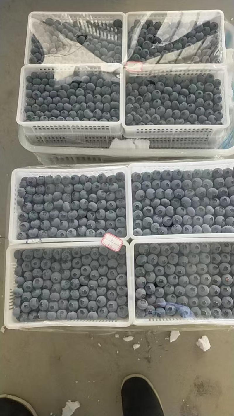 〔蓝莓〕精品蓝莓产地直发,支持全国物流发货