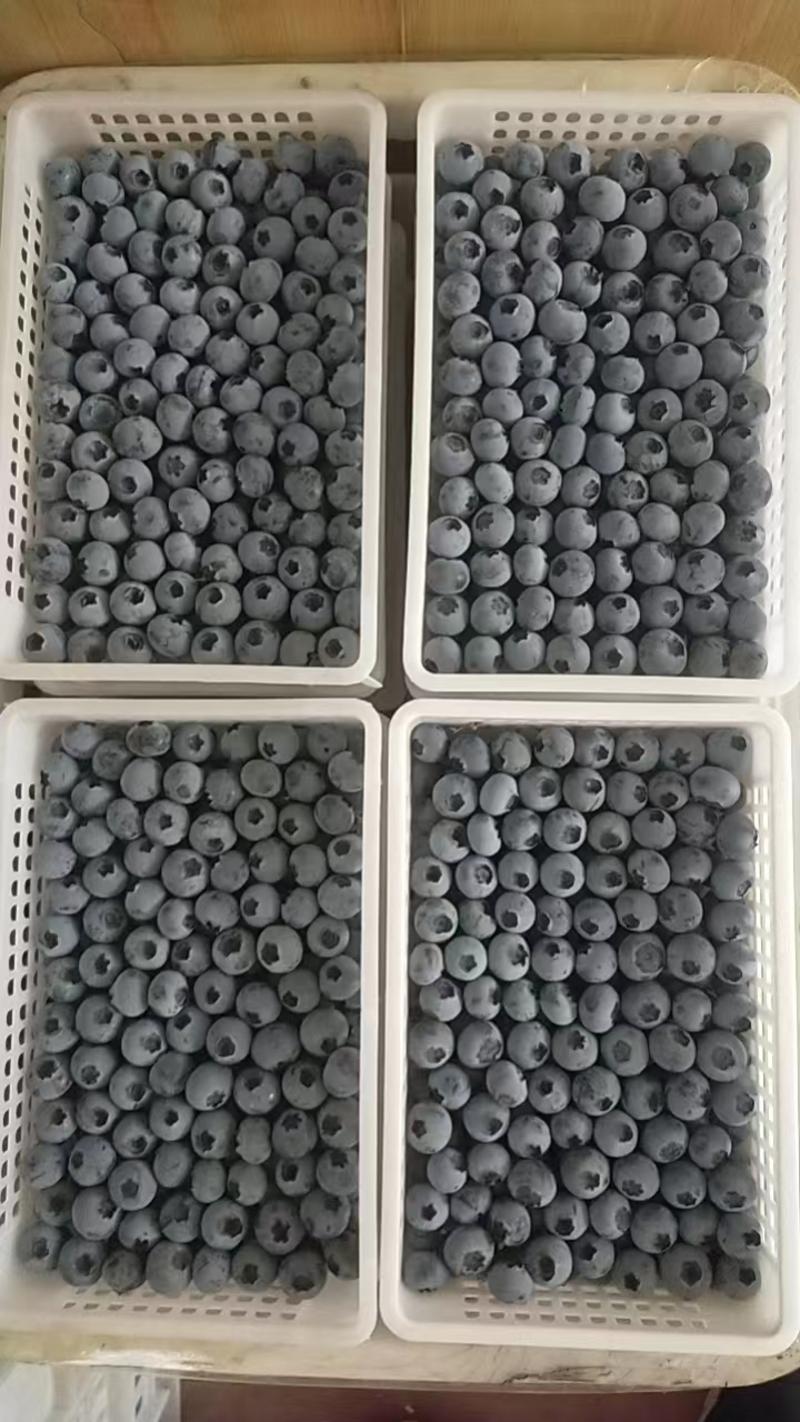 〔蓝莓〕精品蓝莓产地直发,支持全国物流发货