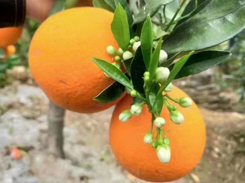 湖北秭归春橙伦晚花果同枝现定现采挂树新鲜果口感甜水分瀑汁