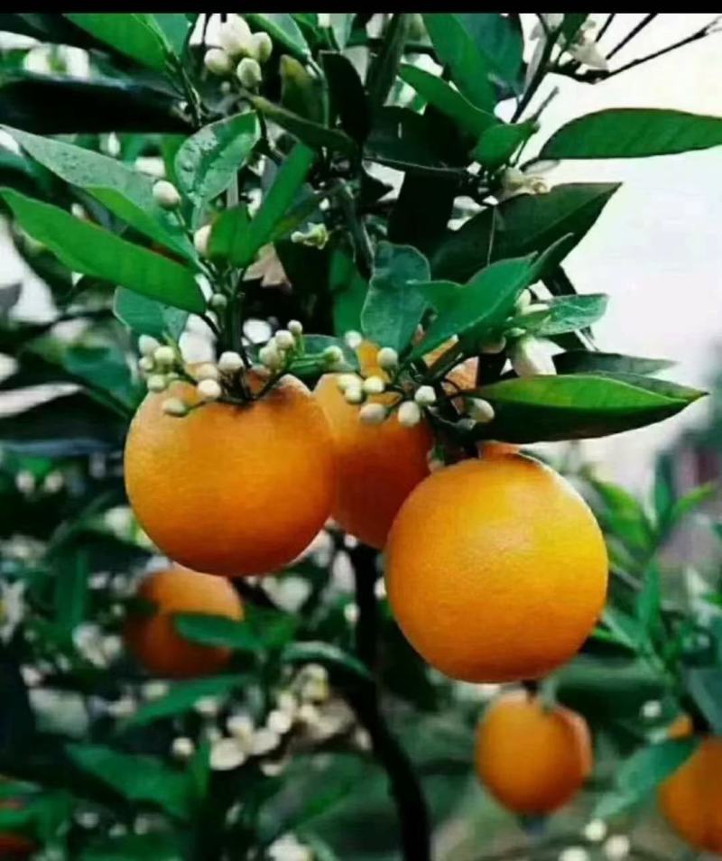 湖北秭归春橙伦晚花果同枝现定现采挂树新鲜果口感甜水分瀑汁