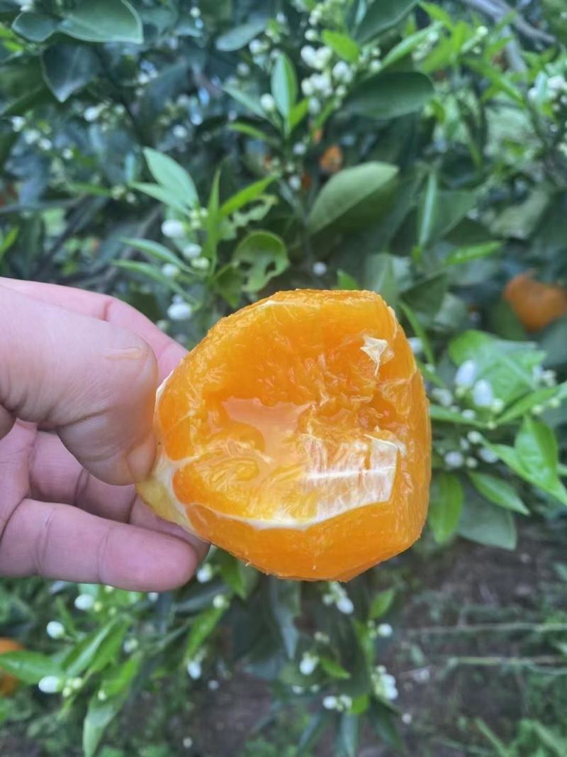 湖北秭归春橙伦晚花果同枝现定现采挂树新鲜果口感甜水分瀑汁