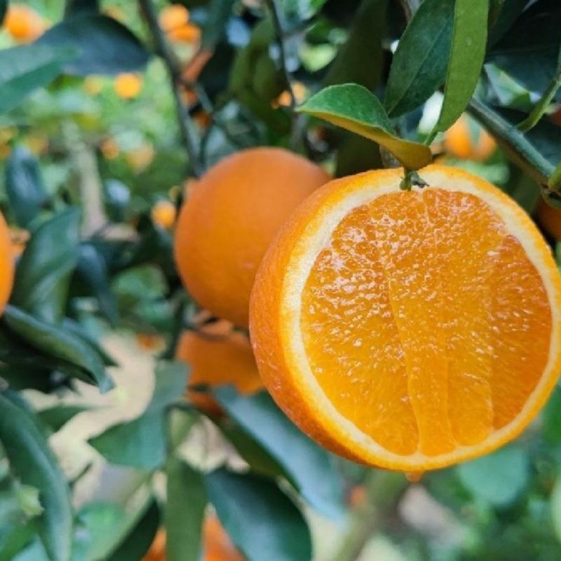 湖北秭归春橙伦晚花果同枝现定现采挂树新鲜果口感甜水分瀑汁