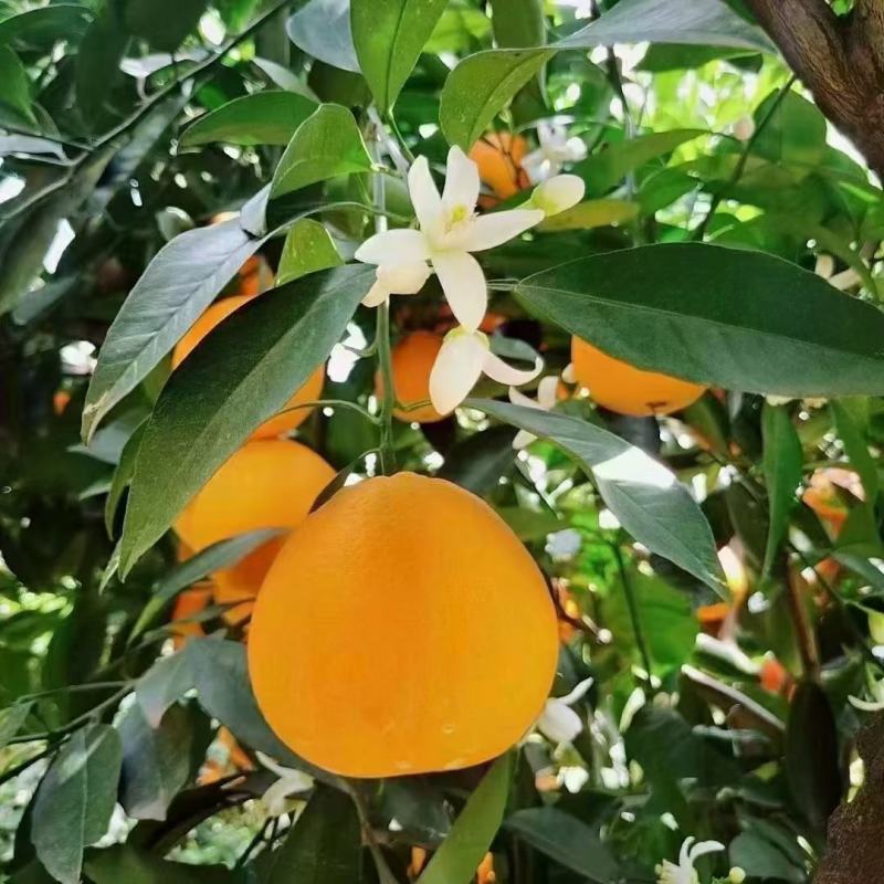 湖北秭归春橙伦晚花果同枝现定现采挂树新鲜果口感甜水分瀑汁