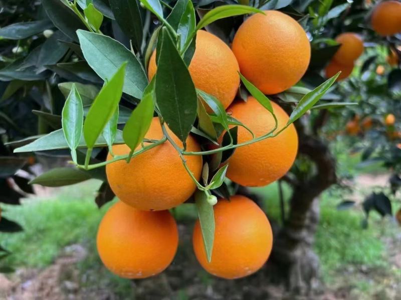 湖北秭归春橙伦晚花果同枝现定现采挂树新鲜果口感甜水分瀑汁