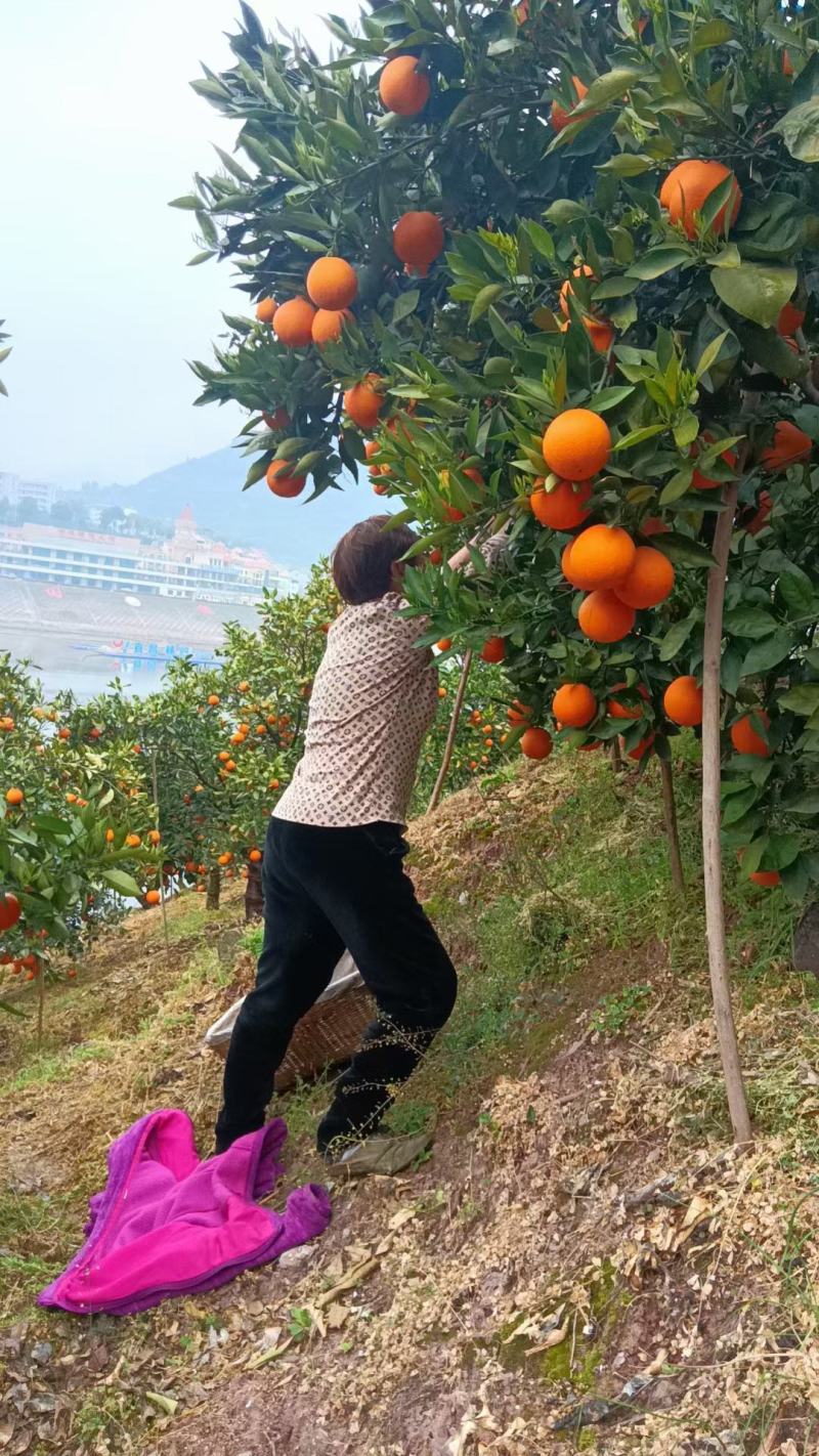 湖北秭归春橙伦晚花果同枝现定现采挂树新鲜果口感甜水分瀑汁