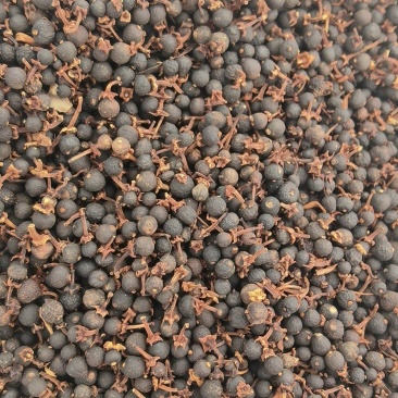 大量批发柑胎，有蒂，无蒂都有，量大价优