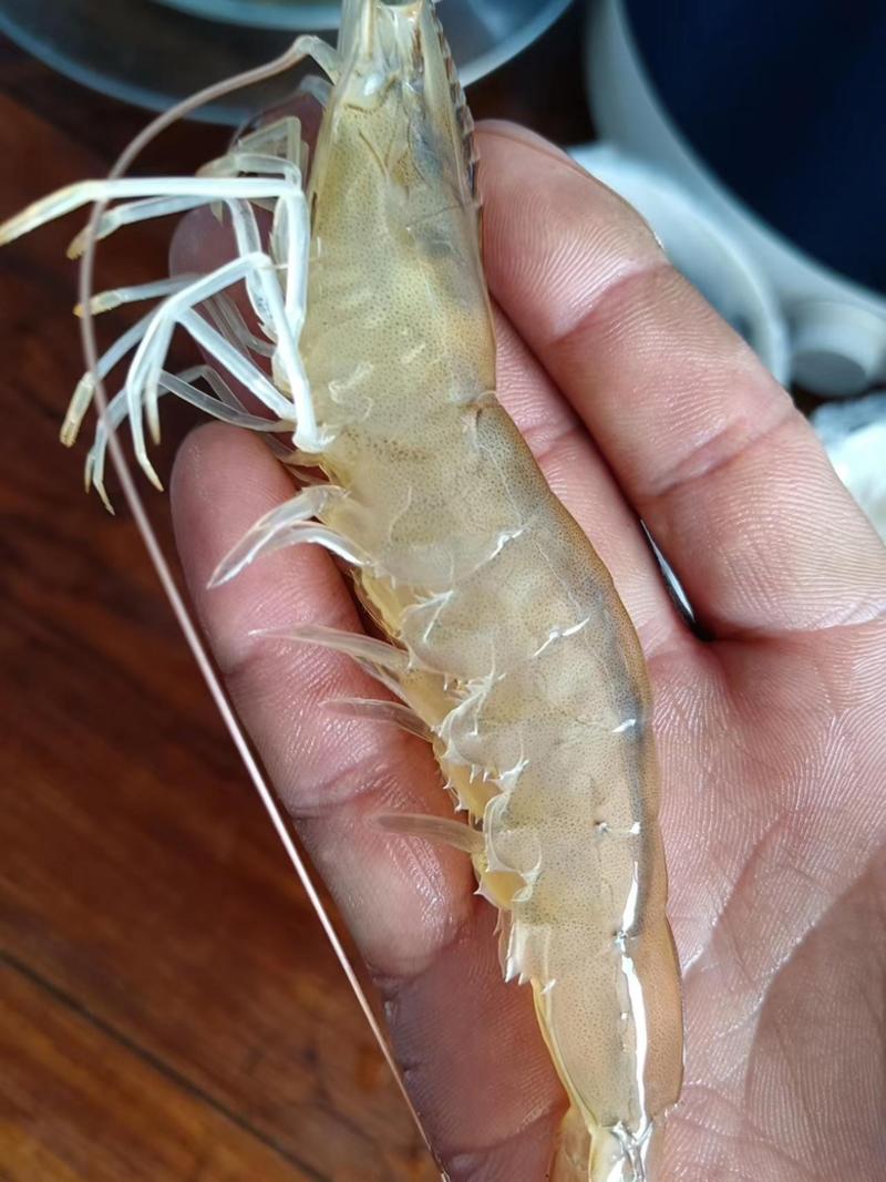 南美白对虾大量供应新鲜活虾发货，精品对接，量大从优