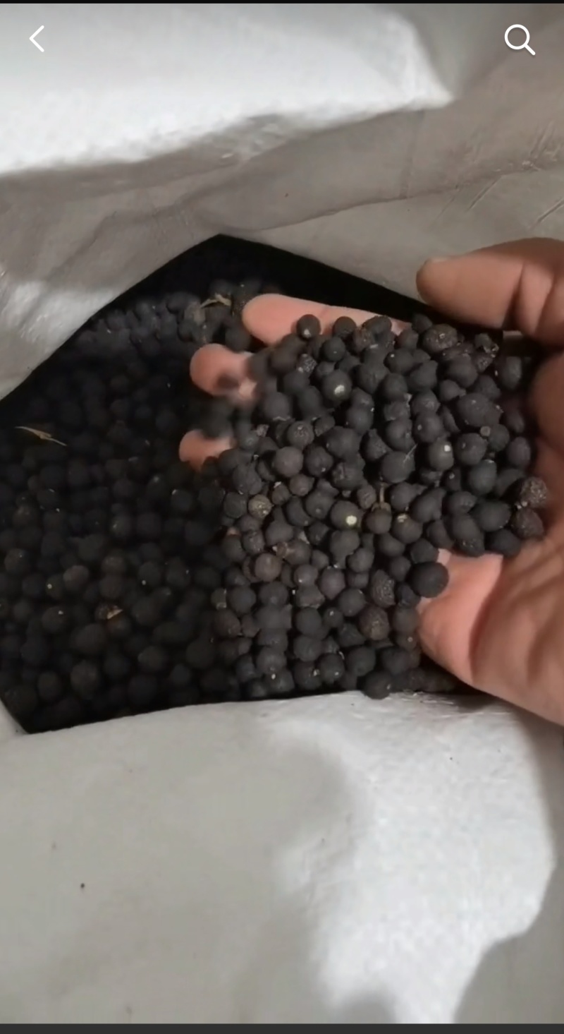 大量批发柑胎，有蒂，无蒂都有，量大价优