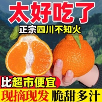 湖北不知火柑桔精选大果对接超市电商一件代发