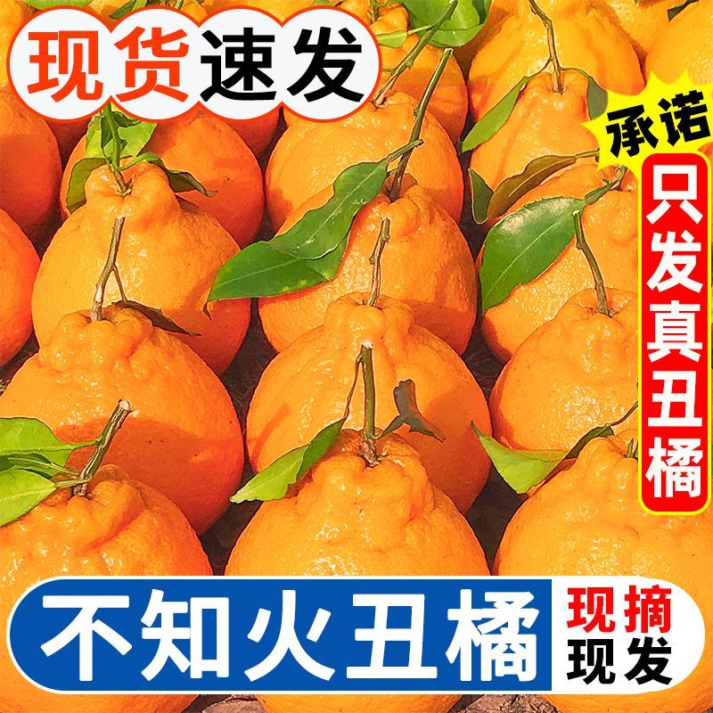湖北不知火柑桔精选大果对接超市电商一件代发