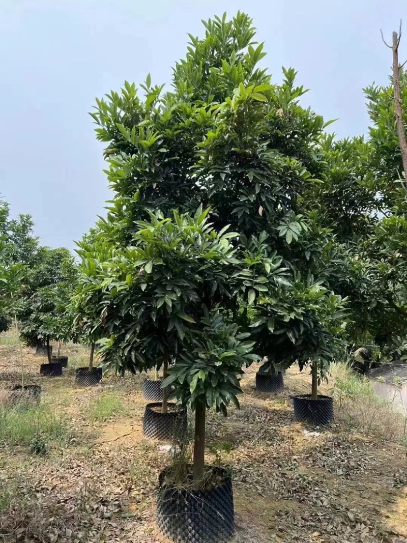 海南红豆5～8公分规格齐全